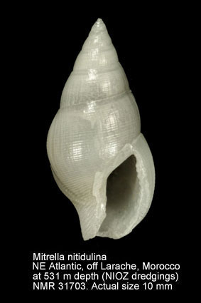 Mitrella nitidulina.jpg - Mitrella nitidulina(Locard,1897)